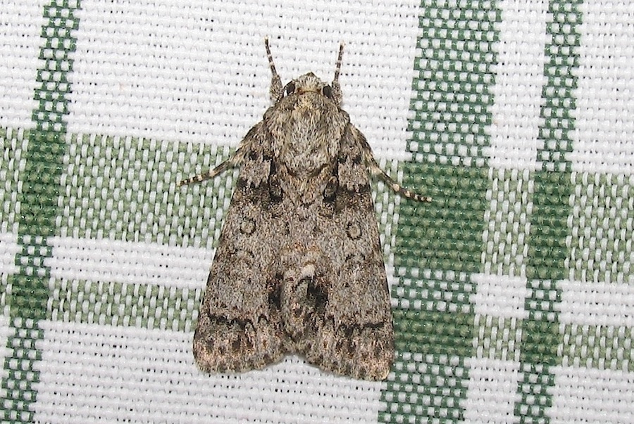 Acronicta aceris